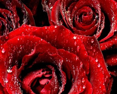 Розы для Ксюши :)